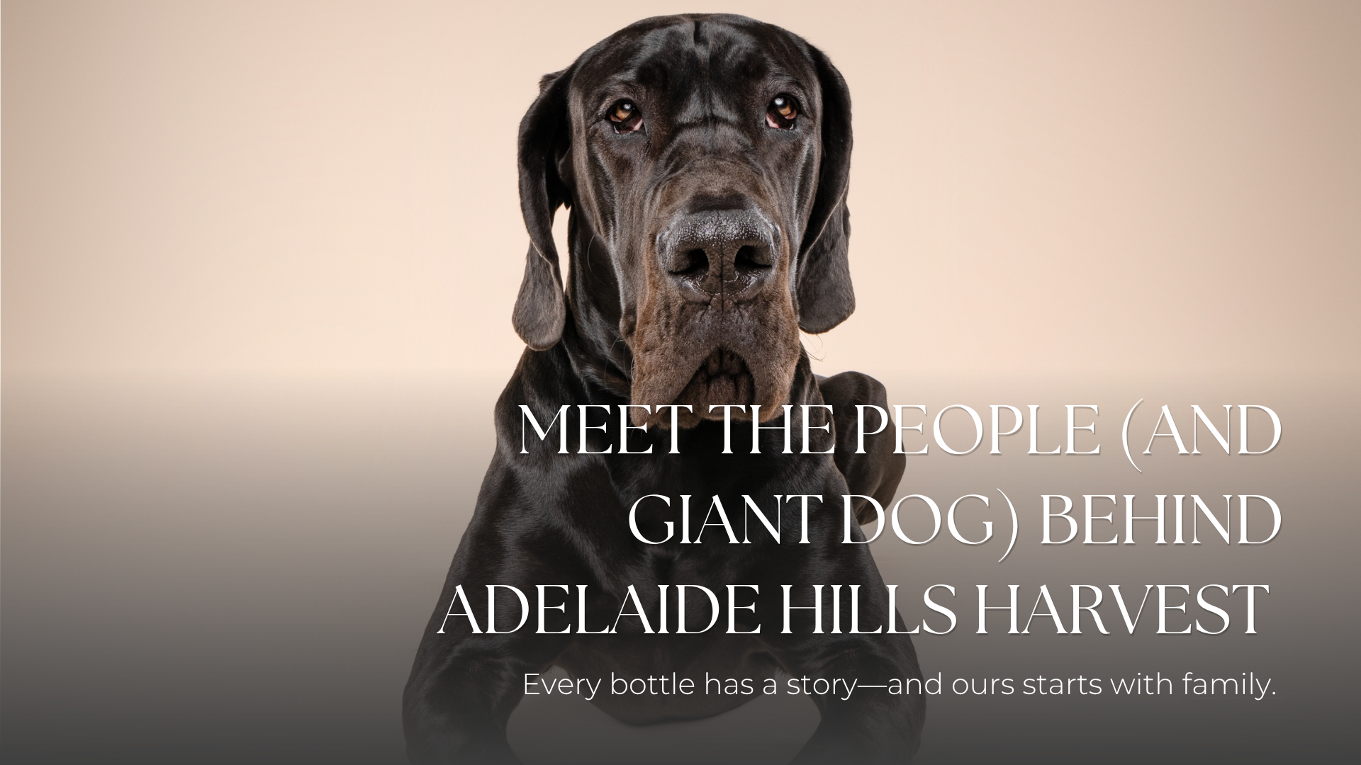 Meet the People (and Giant Dog) Behind Adelaide Hills Harvest