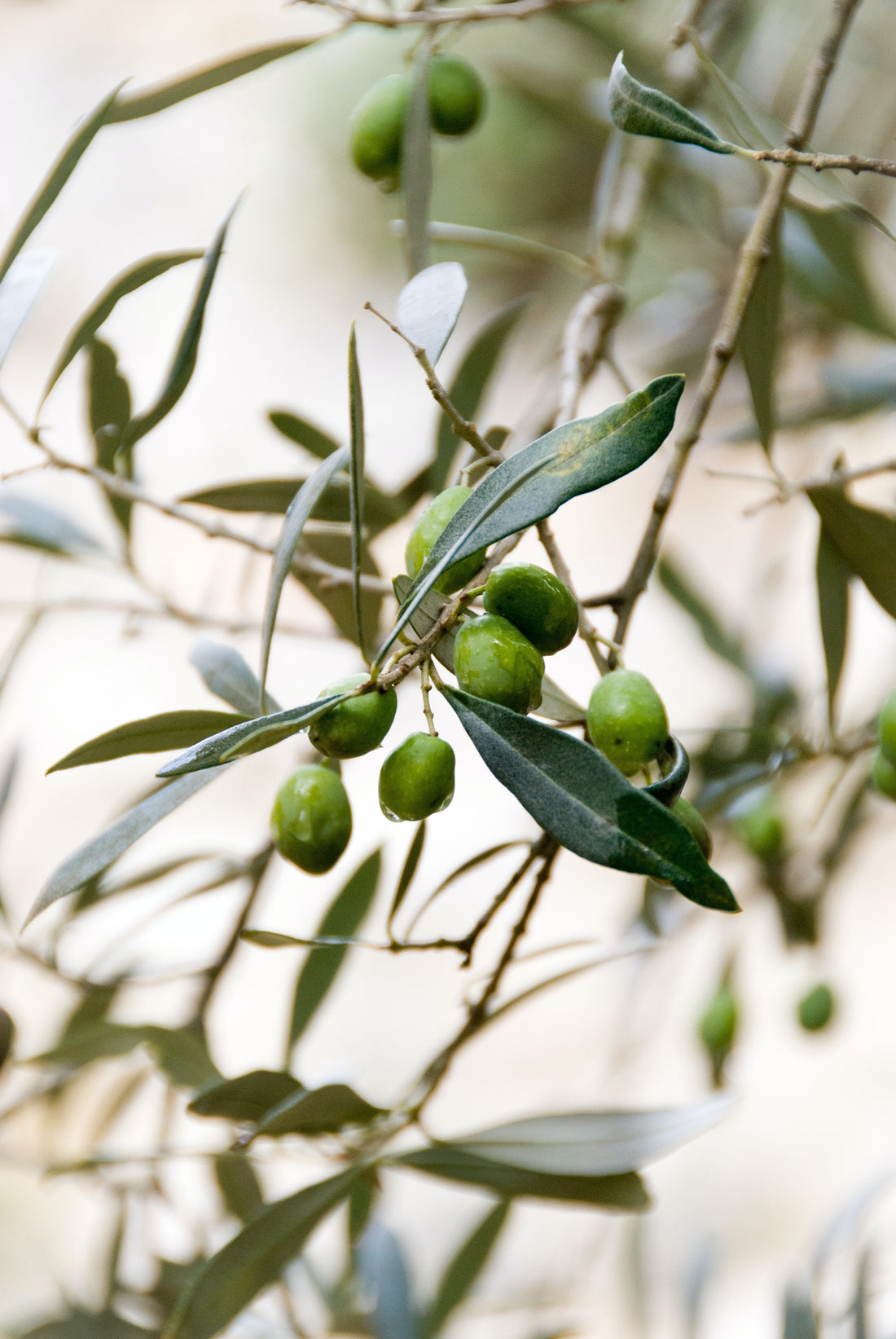 The Health Benefits of Cold Pressed Extra Virgin Olive Oils