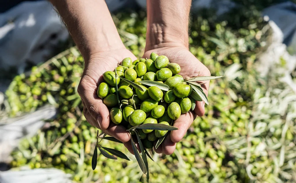 A close-up of a person's hands holding a cluster of fresh green olives on a branch, with a blurred background of more olives and harvesting activity.