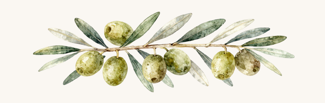 A promotional graphic for Adelaide Hills Harvest extra virgin olive oil, featuring a watercolor illustration of an olive branch with green olives on a light cream background with elegant serif text.